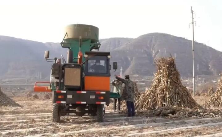 近日，走進(jìn)曲子鎮(zhèn)孟家寨村，工人們正駕駛農(nóng)機(jī)將秸稈打包回收，袁歲寶跟在機(jī)器后面細(xì)細(xì)數(shù)著自家玉米地剛剛打包完成的草包。